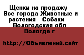 Щенки на продажу - Все города Животные и растения » Собаки   . Вологодская обл.,Вологда г.